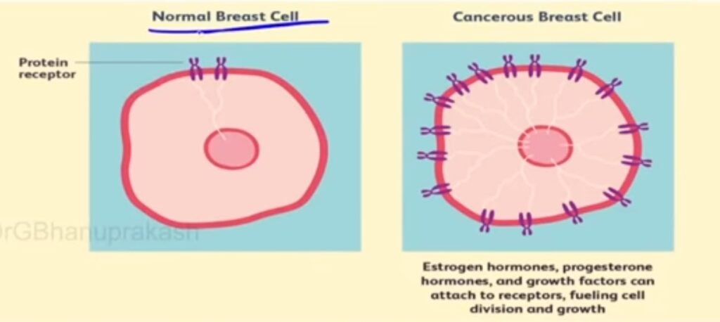 Normal Cell vs Cancer Cell