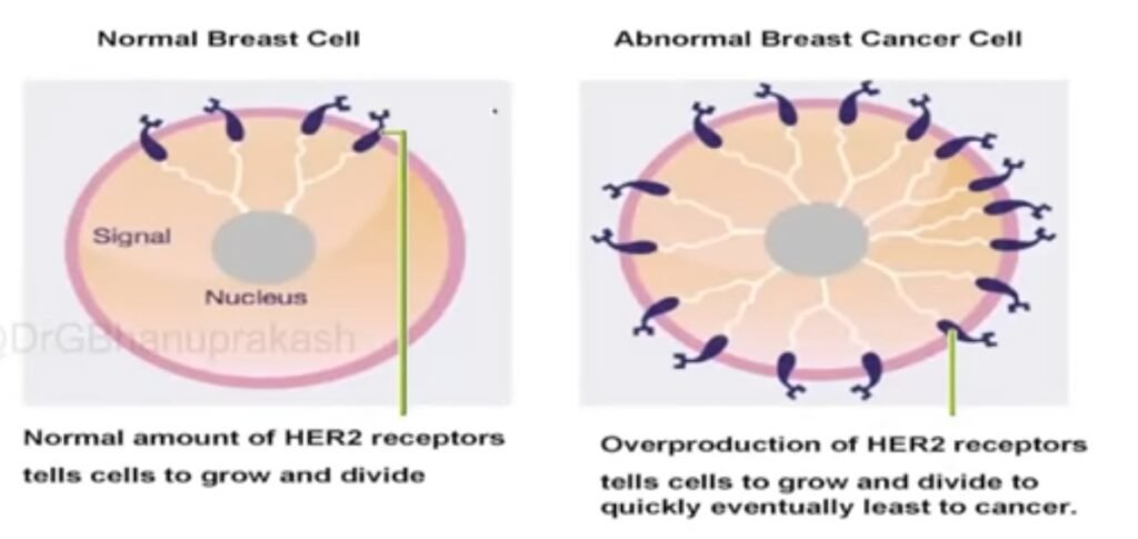 Normal Breast cell vs Cancer cell